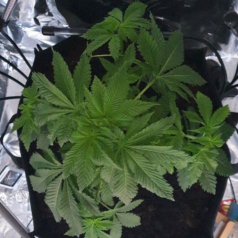 Auto White Widow growlog timeline photo
