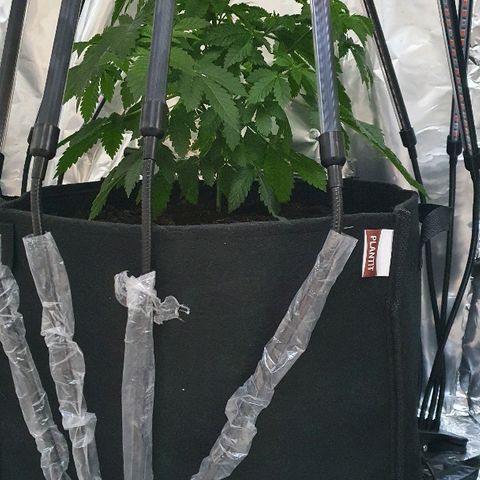 Auto White Widow growlog timeline photo