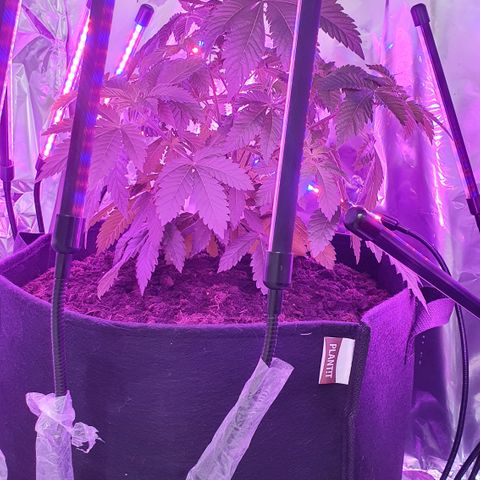 Auto White Widow growlog timeline photo