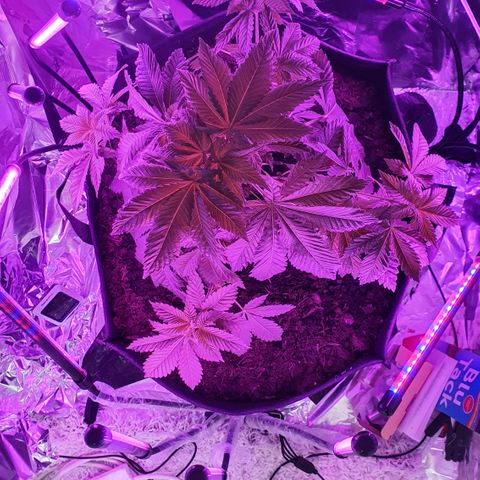 Auto White Widow growlog timeline photo