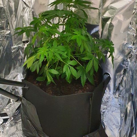 Auto White Widow growlog timeline photo