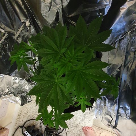 Auto White Widow growlog timeline photo