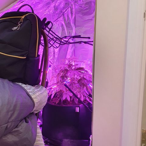 Auto White Widow growlog timeline photo