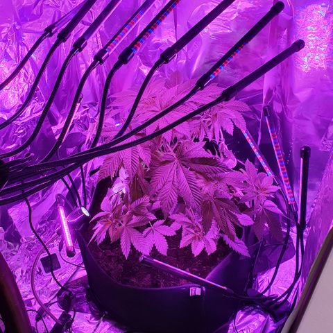 Auto White Widow growlog timeline photo