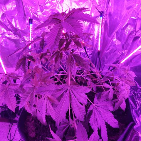 Auto White Widow growlog timeline photo