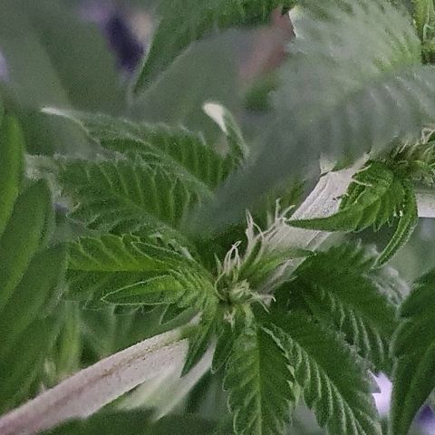 Auto White Widow growlog timeline photo