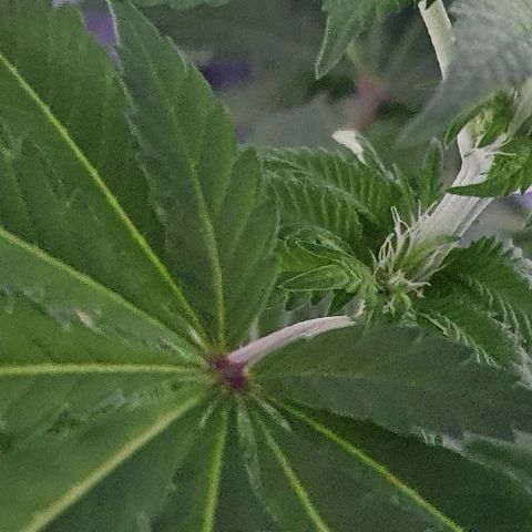 Auto White Widow growlog timeline photo