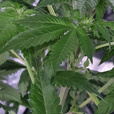 Auto White Widow growlog timeline photo