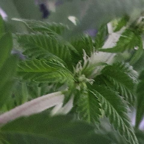 Auto White Widow growlog timeline photo