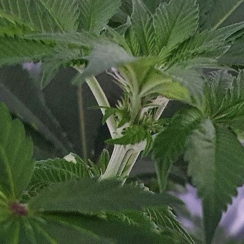 Auto White Widow growlog timeline photo