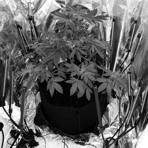 Auto White Widow growlog timeline photo