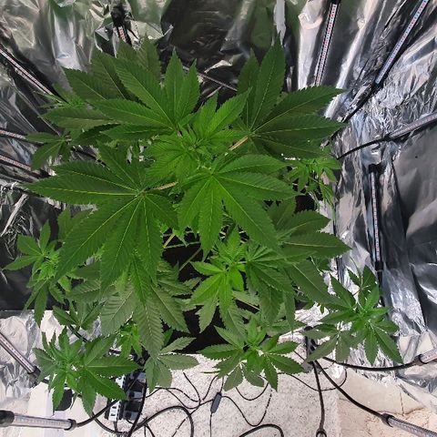 Auto White Widow growlog timeline photo