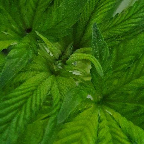 Auto White Widow growlog timeline photo