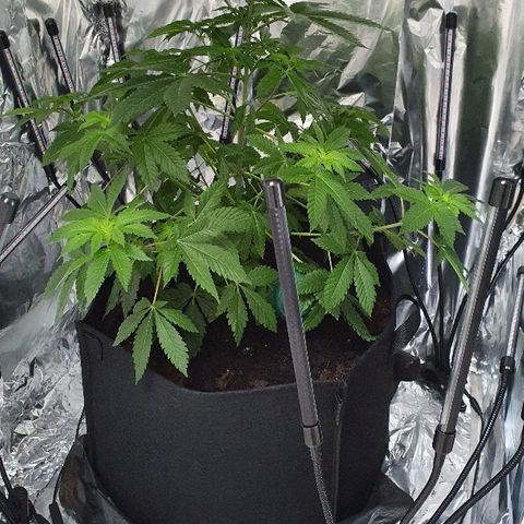 Auto White Widow growlog timeline photo