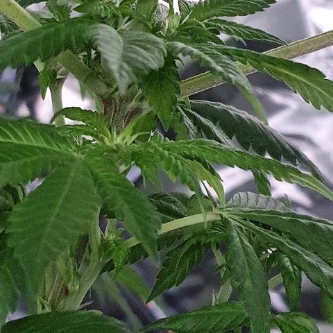 Auto White Widow growlog timeline photo