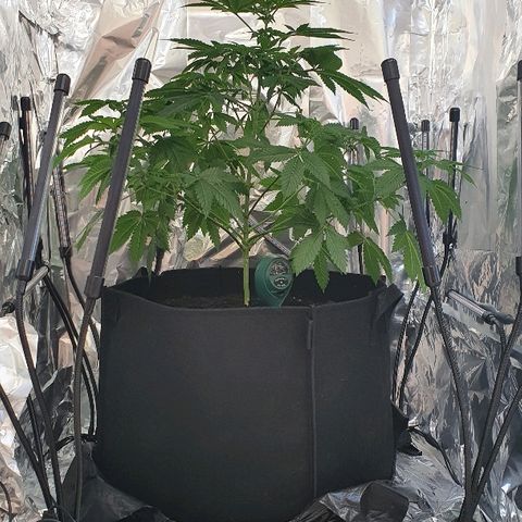 Auto White Widow growlog timeline photo