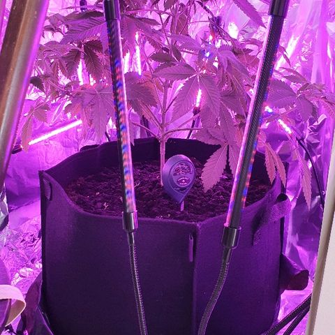 Auto White Widow growlog timeline photo