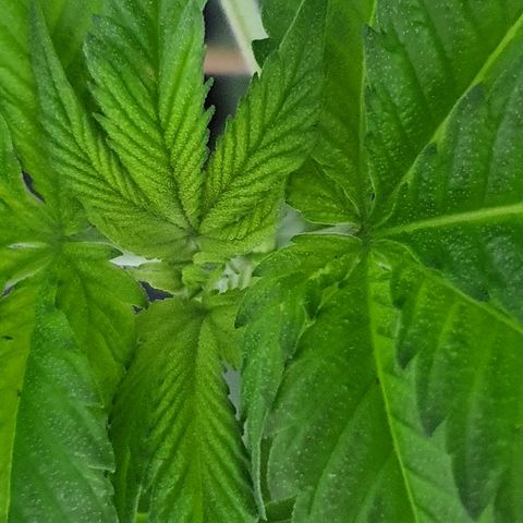 Auto White Widow growlog timeline photo