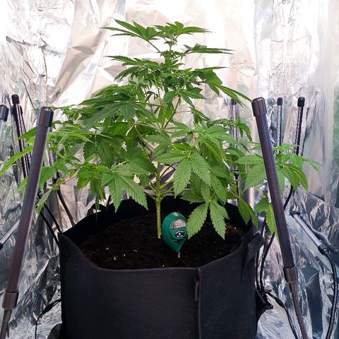 Auto White Widow growlog timeline photo
