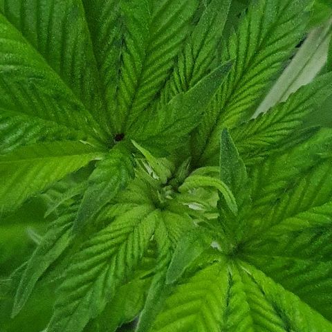 Auto White Widow growlog timeline photo