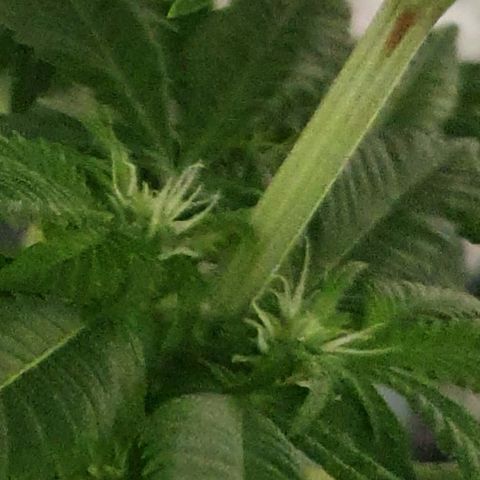 Auto White Widow growlog timeline photo