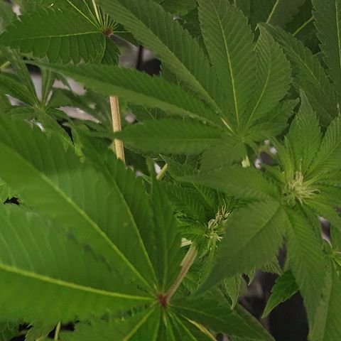 Auto White Widow growlog timeline photo