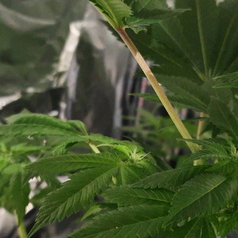 Auto White Widow growlog timeline photo