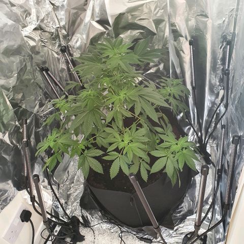 Auto White Widow growlog timeline photo