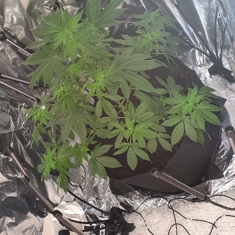 Auto White Widow growlog timeline photo