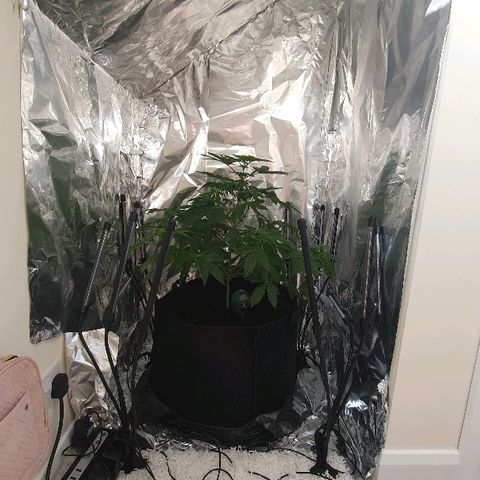 Auto White Widow growlog timeline photo