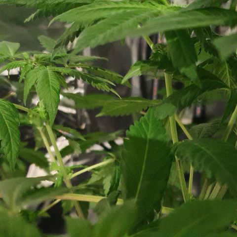 Auto White Widow growlog timeline photo