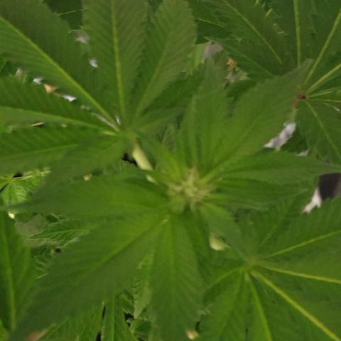Auto White Widow growlog timeline photo