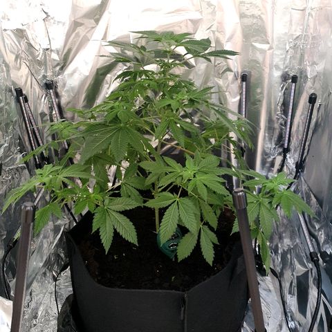 Auto White Widow growlog timeline photo