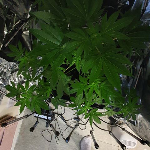 Auto White Widow growlog timeline photo