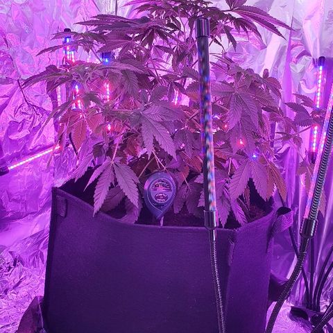 Auto White Widow growlog timeline photo