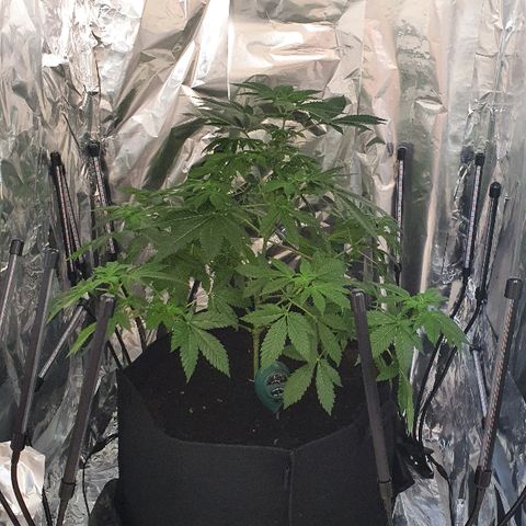 Auto White Widow growlog timeline photo