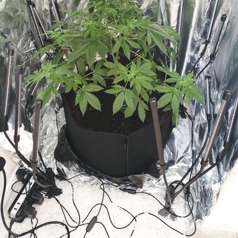 Auto White Widow growlog timeline photo