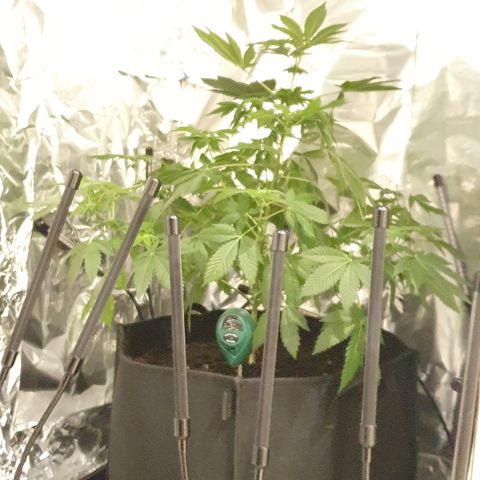 Auto White Widow growlog timeline photo