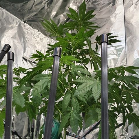 Auto White Widow growlog timeline photo