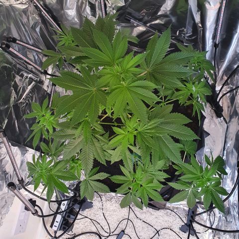 Auto White Widow growlog timeline photo