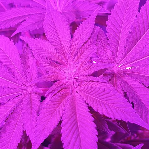 Auto White Widow growlog timeline photo