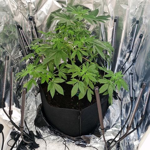 Auto White Widow growlog timeline photo