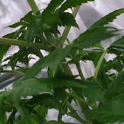 Auto White Widow growlog timeline photo