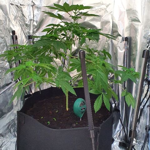 Auto White Widow growlog timeline photo
