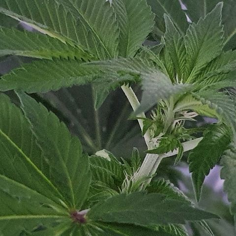 Auto White Widow growlog timeline photo