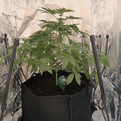 Auto White Widow growlog timeline photo