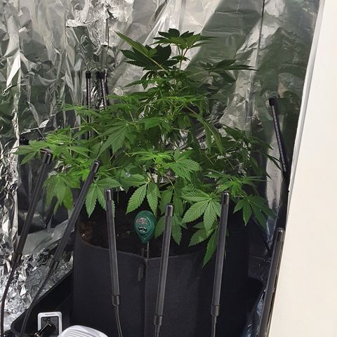 Auto White Widow growlog timeline photo