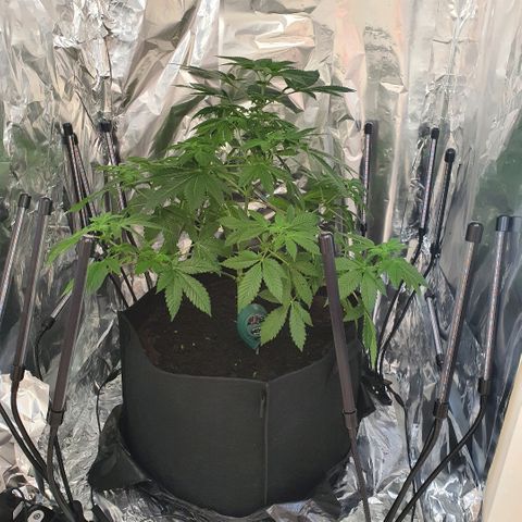 Auto White Widow growlog timeline photo
