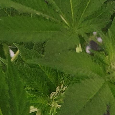 Auto White Widow growlog timeline photo