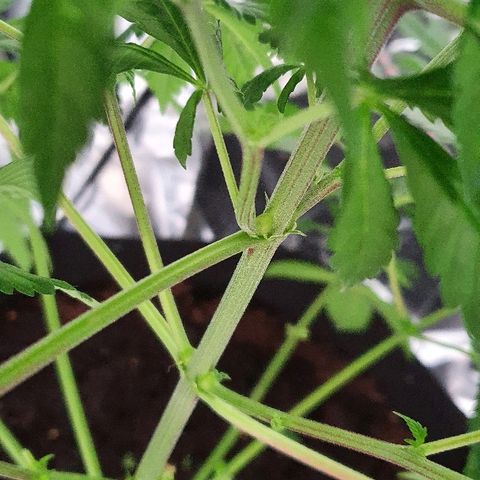 Auto White Widow growlog timeline photo